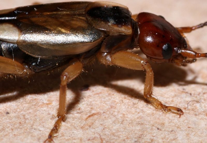 Forficula auricularia (Forficulidae), femmina